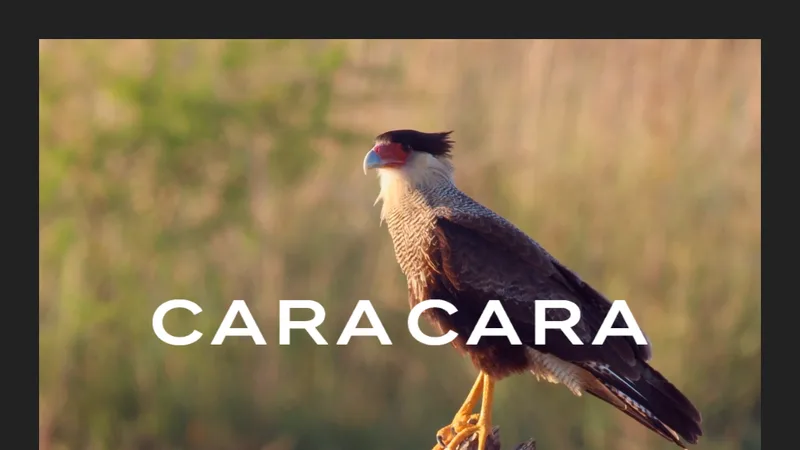 Cara Cara